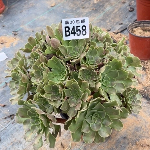 458柠檬玫瑰不包断枝