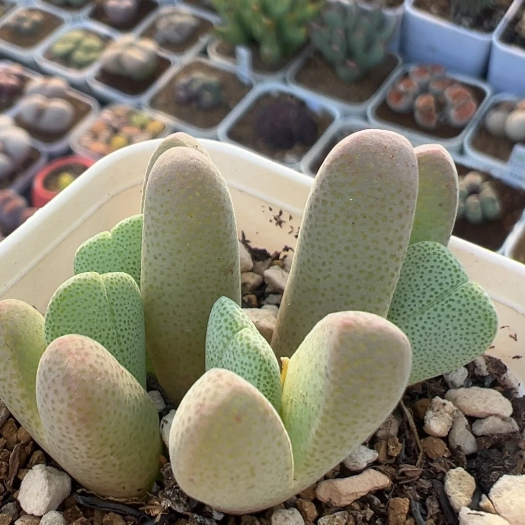 53多肉植物百科植物