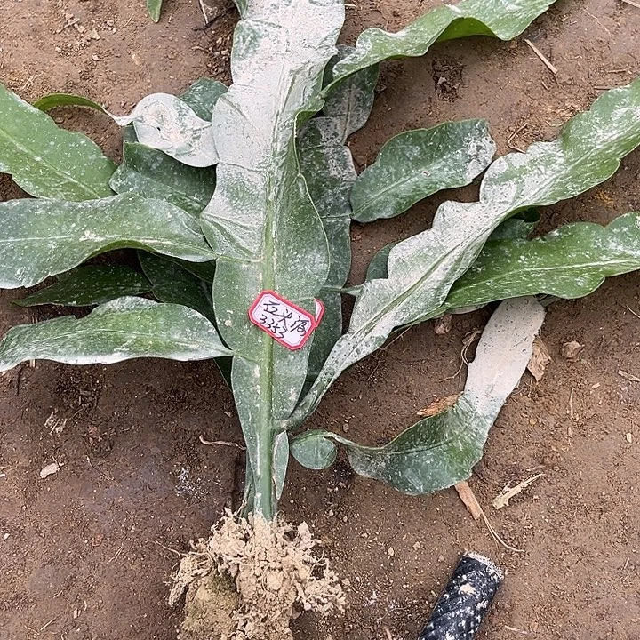 石***源35789089008909790009888