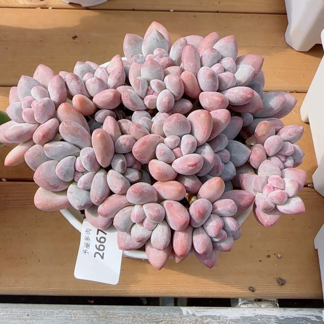 小脸香水群，2667多肉植物