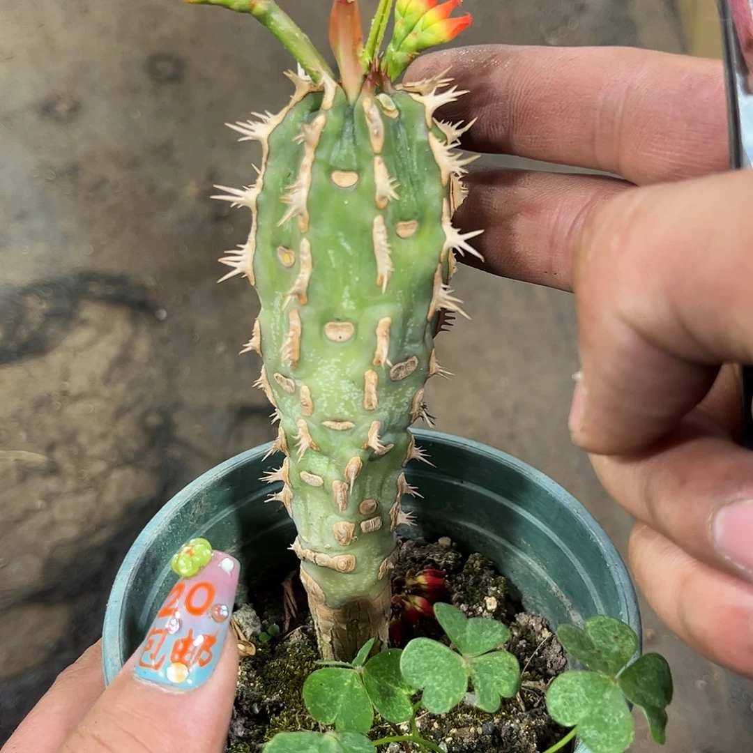 单头喷火龙单头发货有根发货