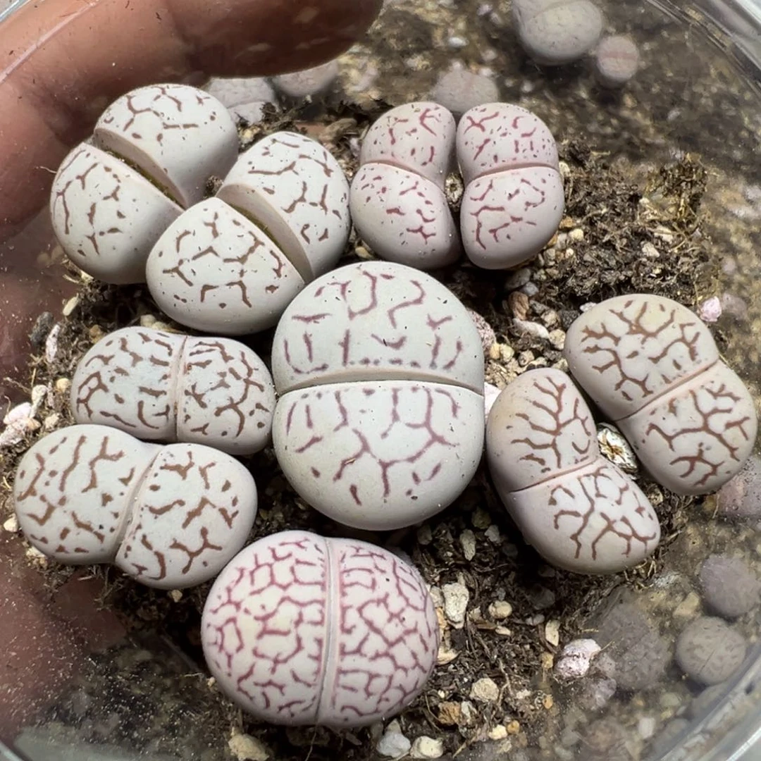 【闪购商品】 1274。