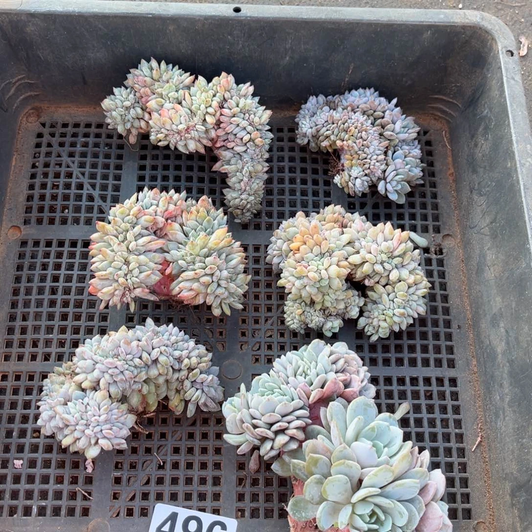 496号新疆西藏内蒙古不包邮的   有切  不退不换