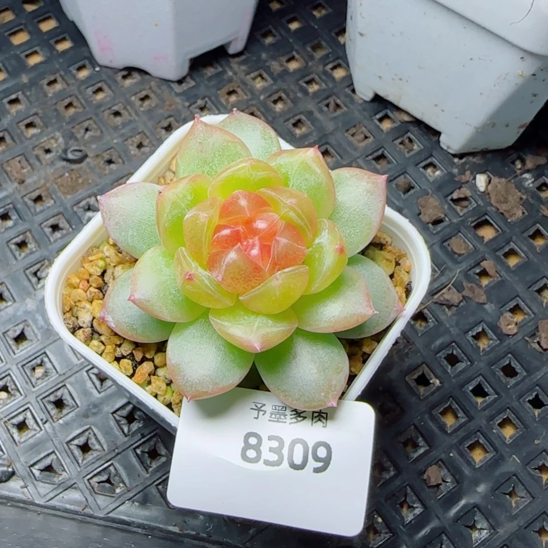 追月，8309多肉植物