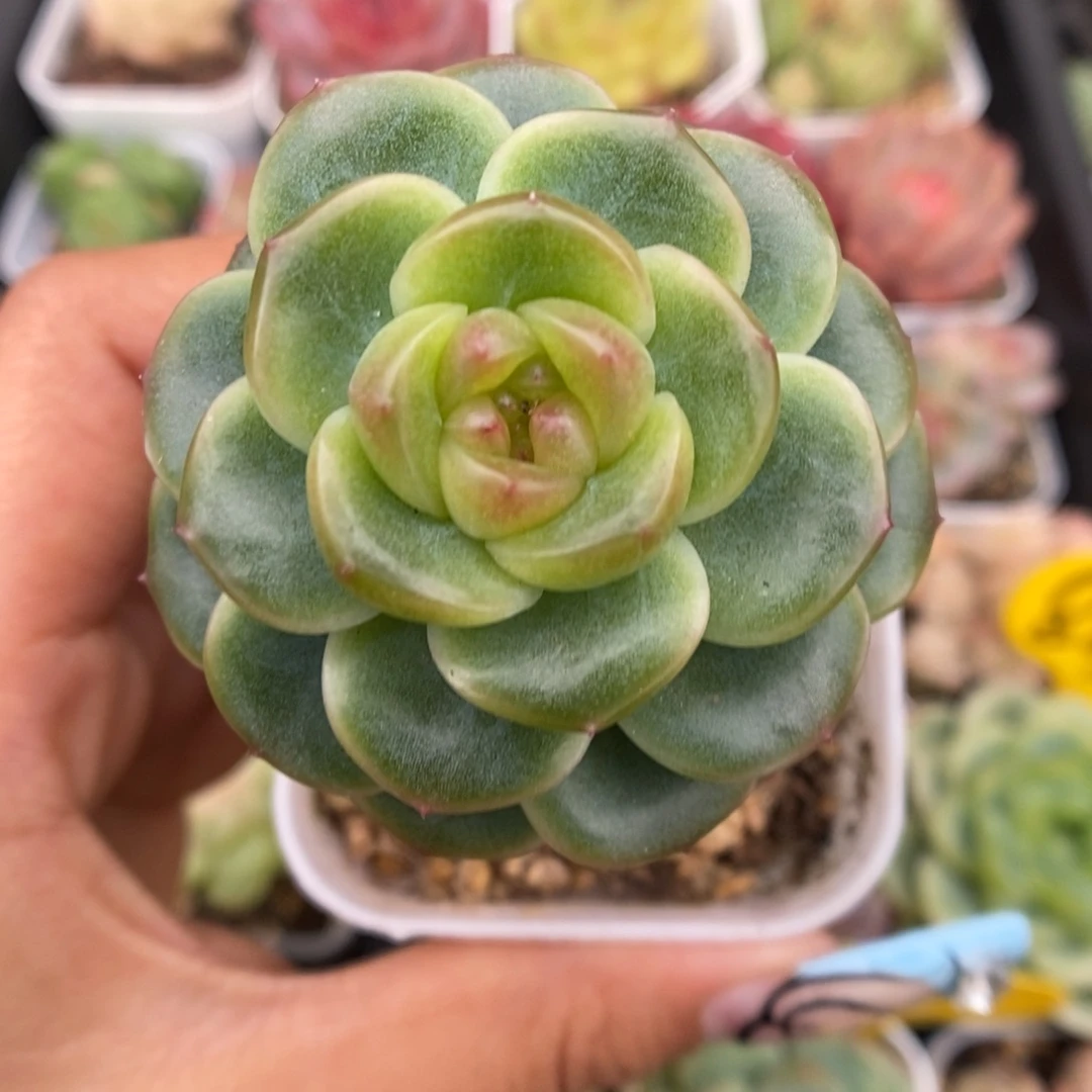 x7灯泡心珍妮219号。