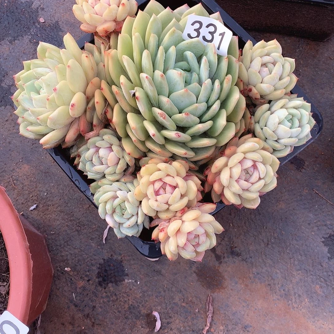 331蓝眼睛 一物一拍多肉