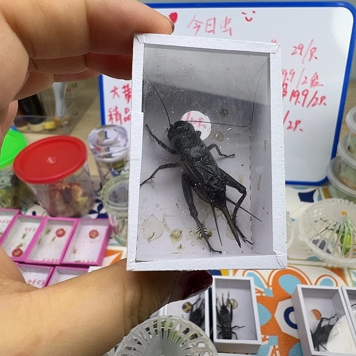 油葫芦大土……………………
