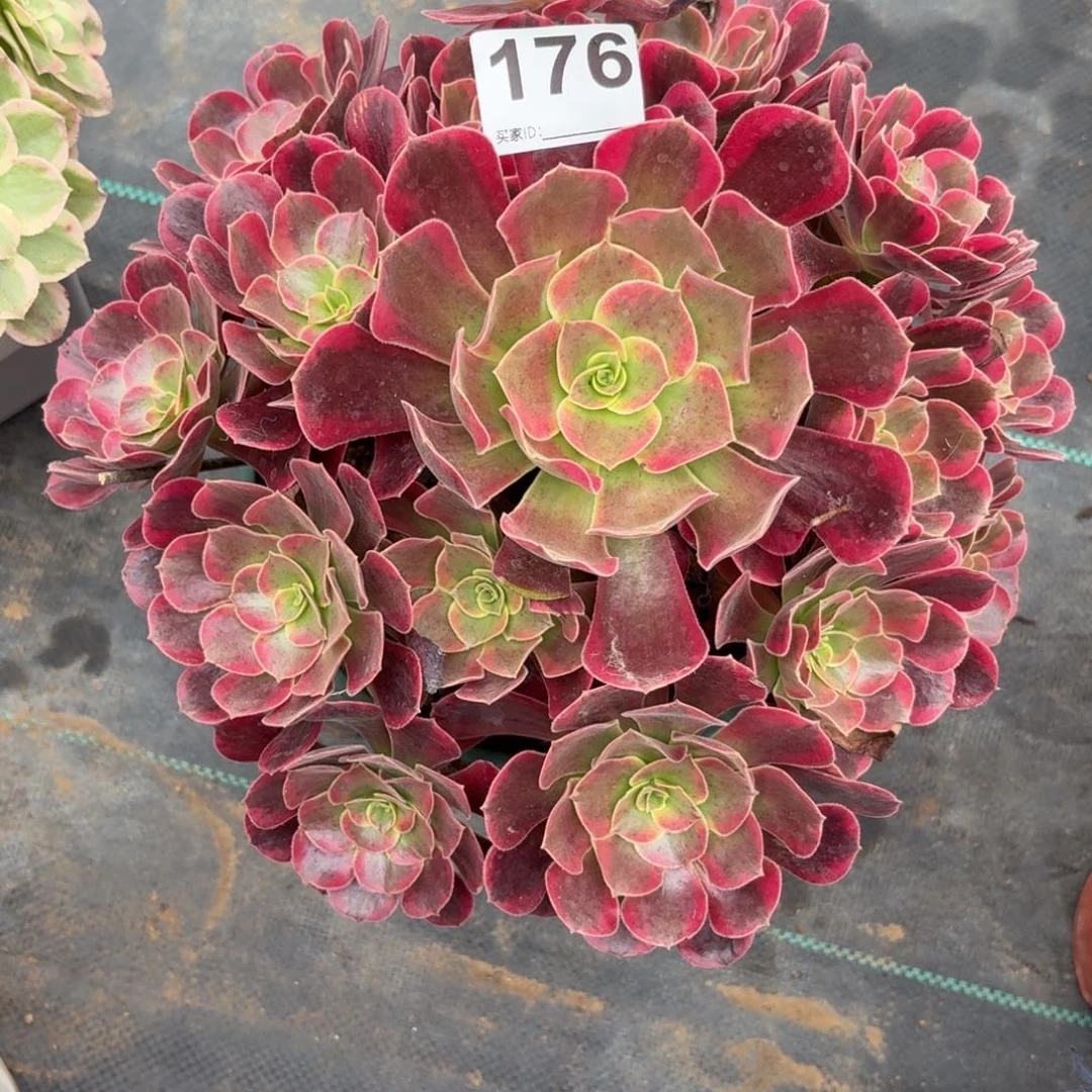 176凤冠多肉植物发货
