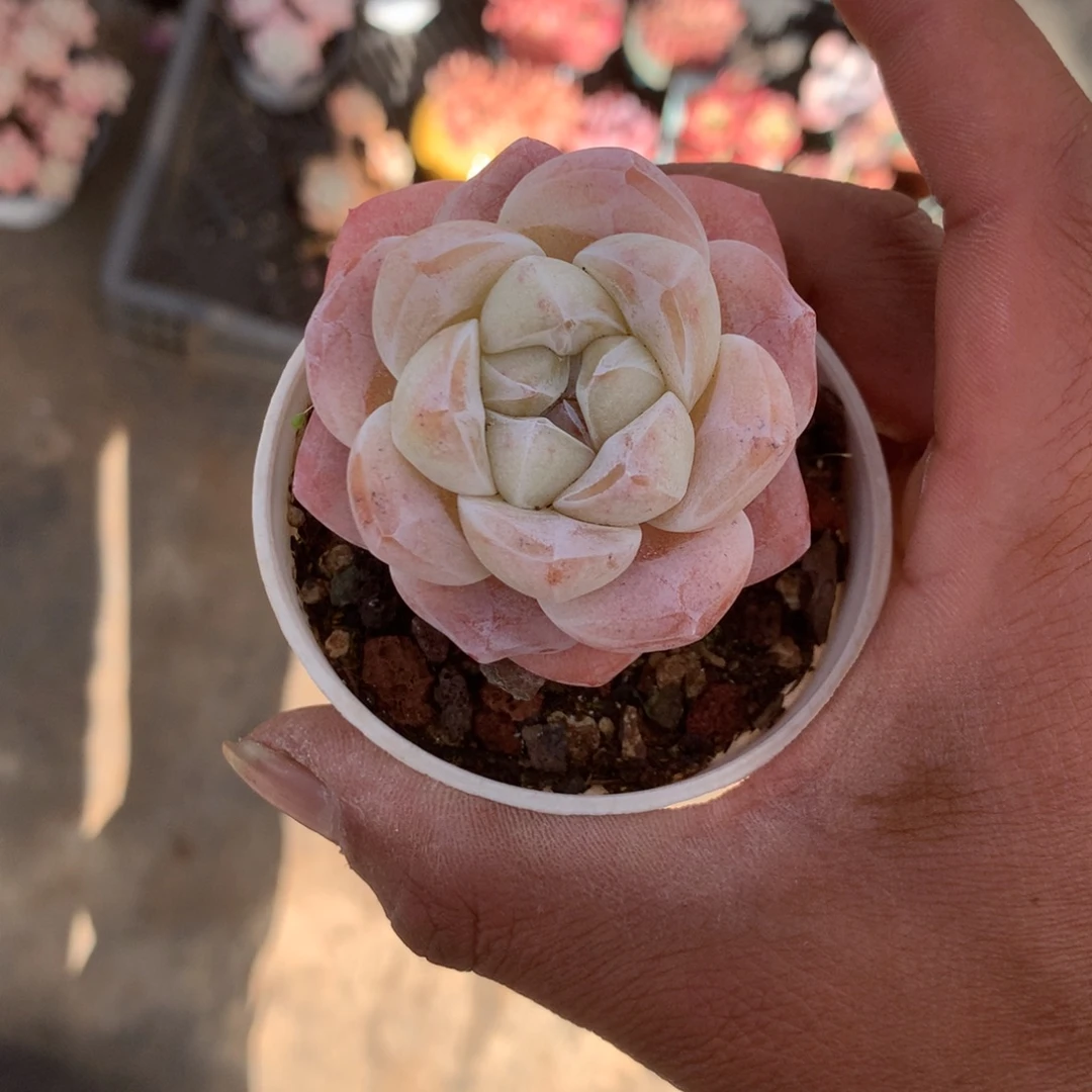 蜂***球人工增水系统在国内已经