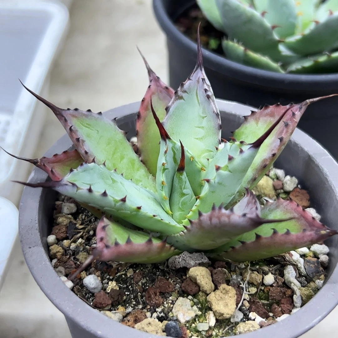 曲刺八雷一物一拍偏远不包邮不退不换