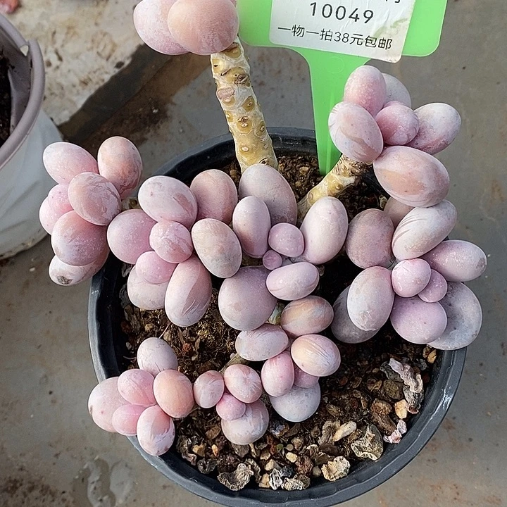 胭脂精品多肉彩虹奶004