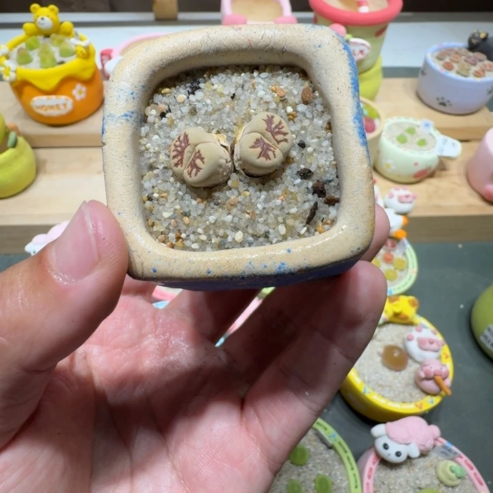 蘑菇303菊化石菊