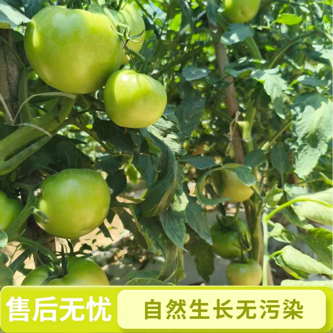 彭家沟村农家青番茄（搭配青辣椒一起炒）