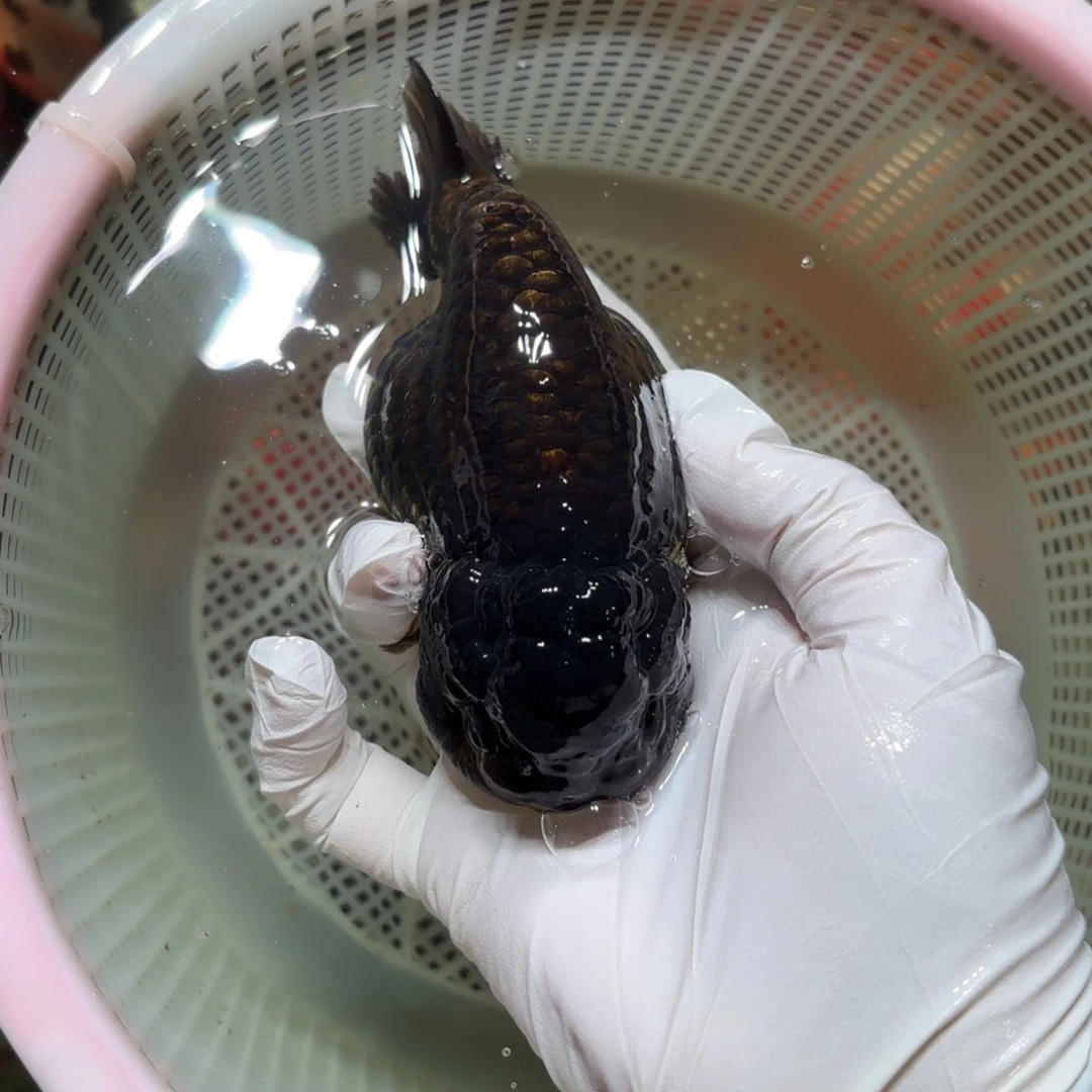 金鱼运费自理不包邮