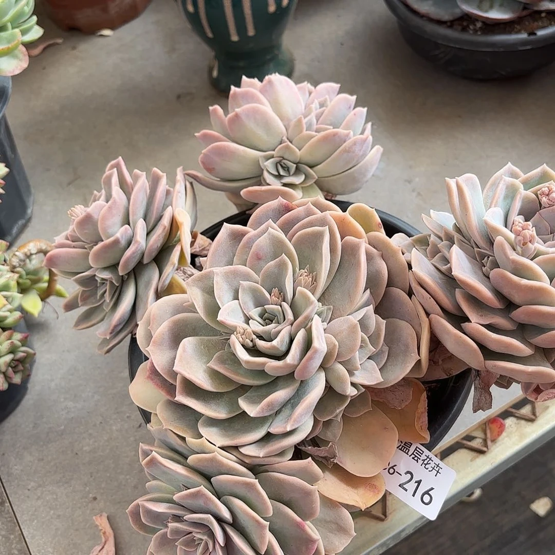 同温层多肉哈利216