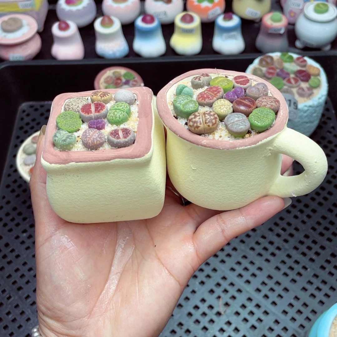 w1021 带盆土发货一物一拍