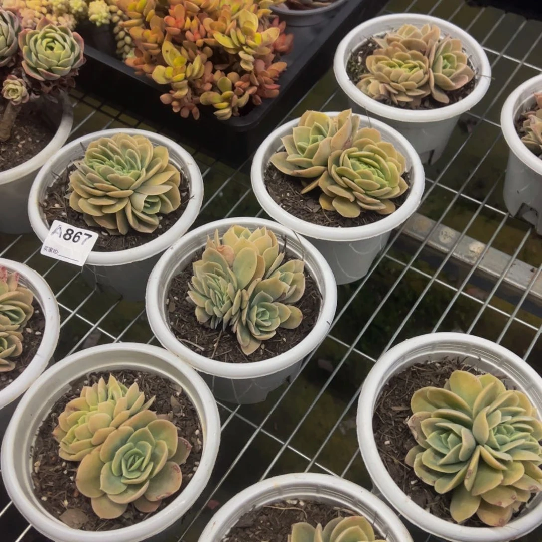 星娜塔缀化多肉植物