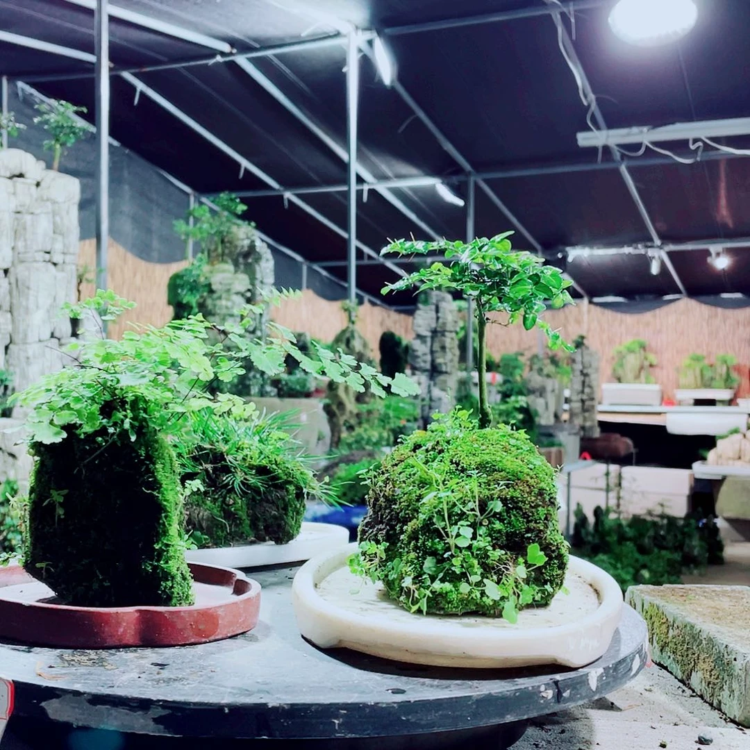 *****无花朵新品发布会的时候就