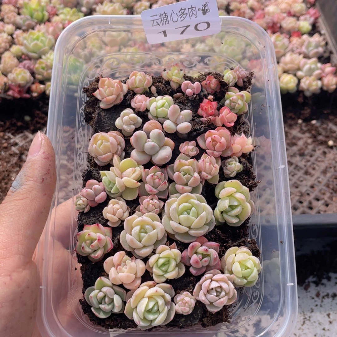 云糖心多肉植物170
