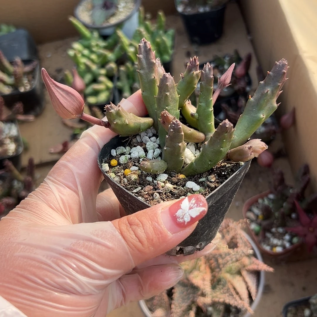 多肉植物红斑犀牛角