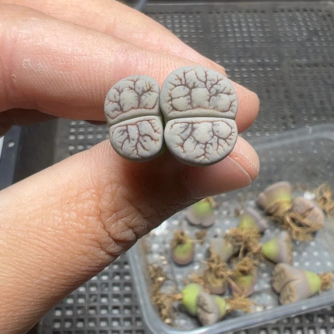 【闪购商品】490……