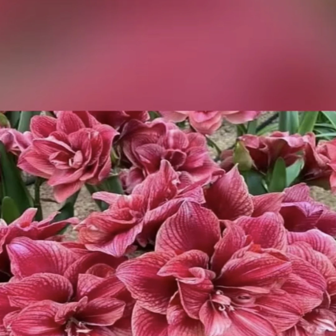 1个樱桃戴斯【实际采收34/36】实际偏小荷兰进口朱顶红盆栽花球