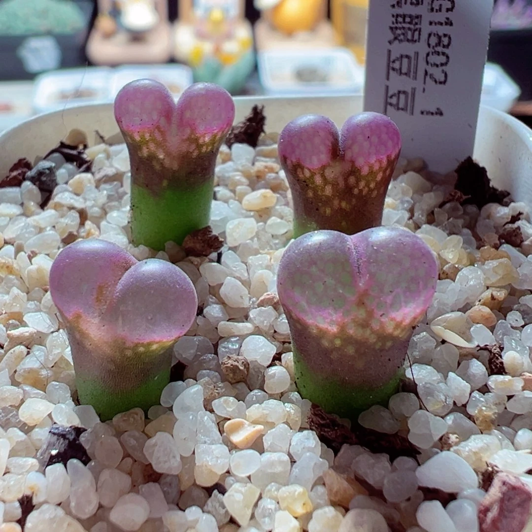 1120-612多肉多肉黑眼豆豆