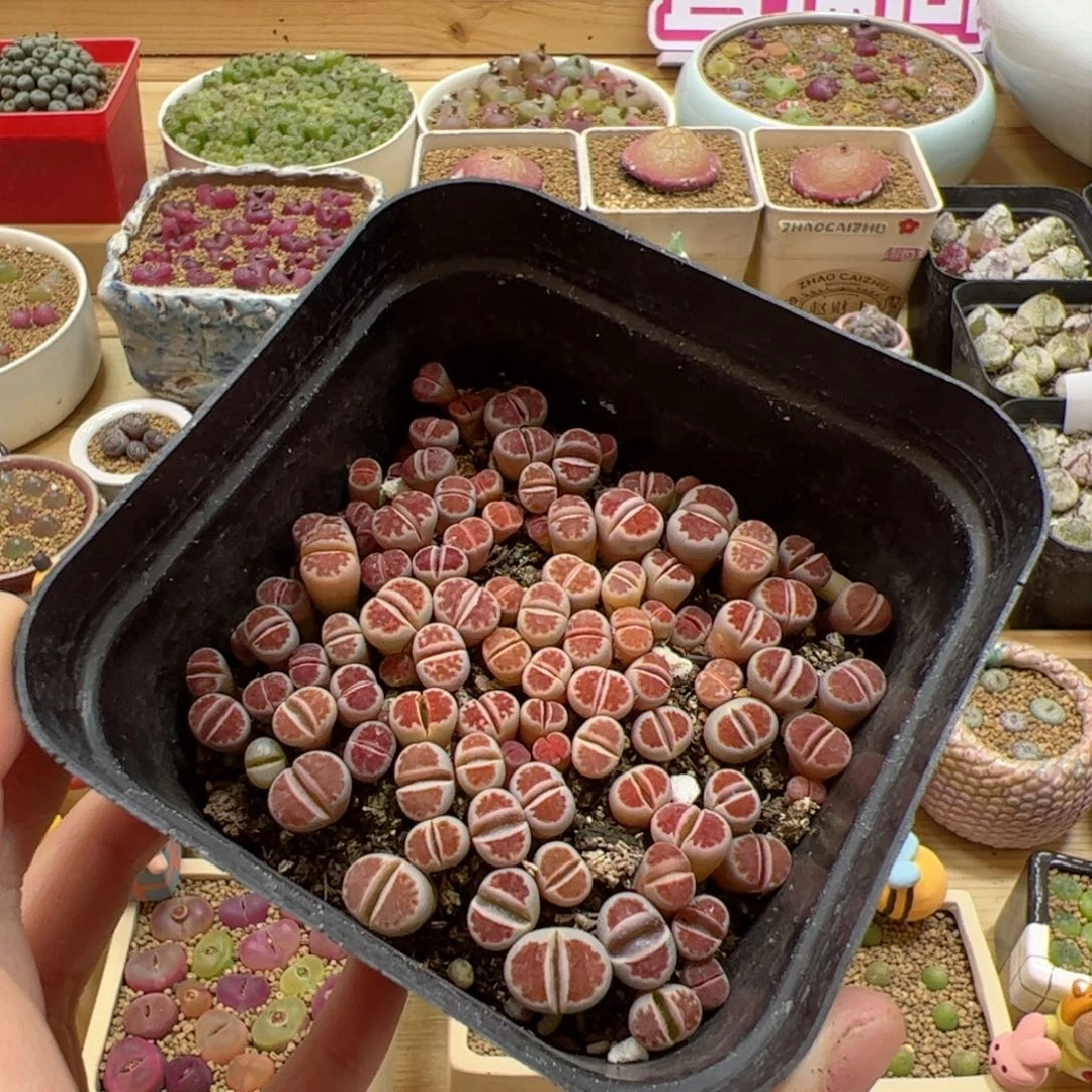 【闪购商品】69 红窗玉带盆