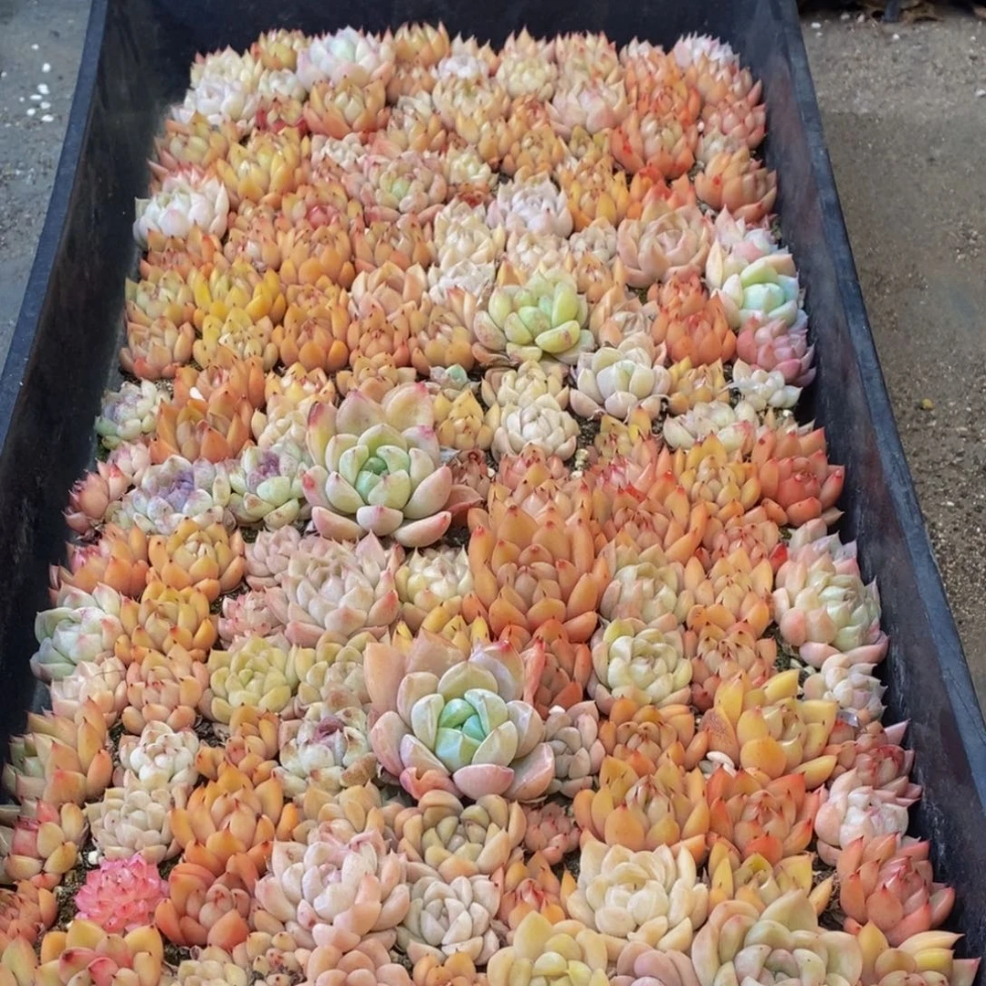 633的人生态度是一种态度