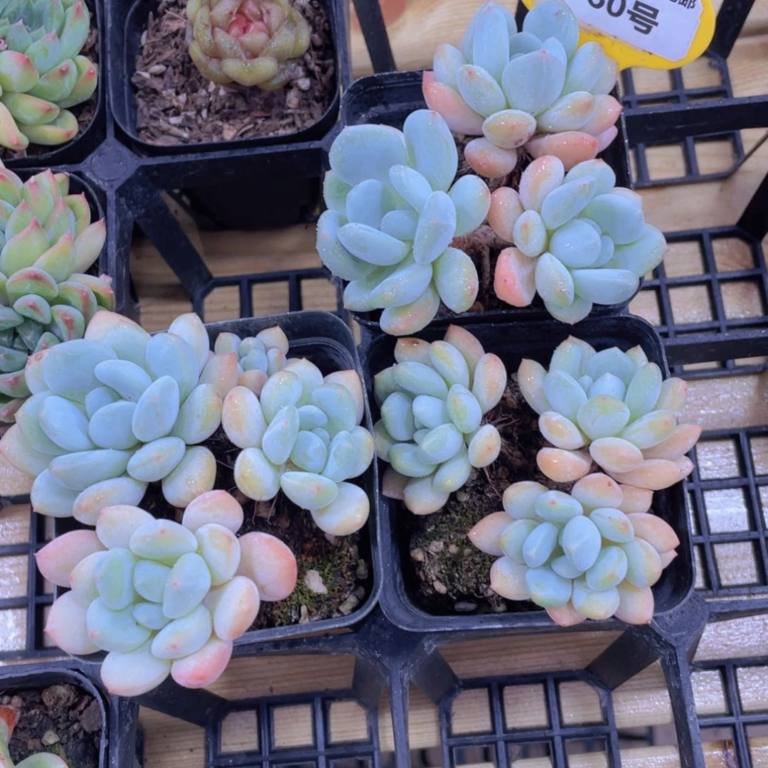 760号 老桩多头奶油泡泡群一个