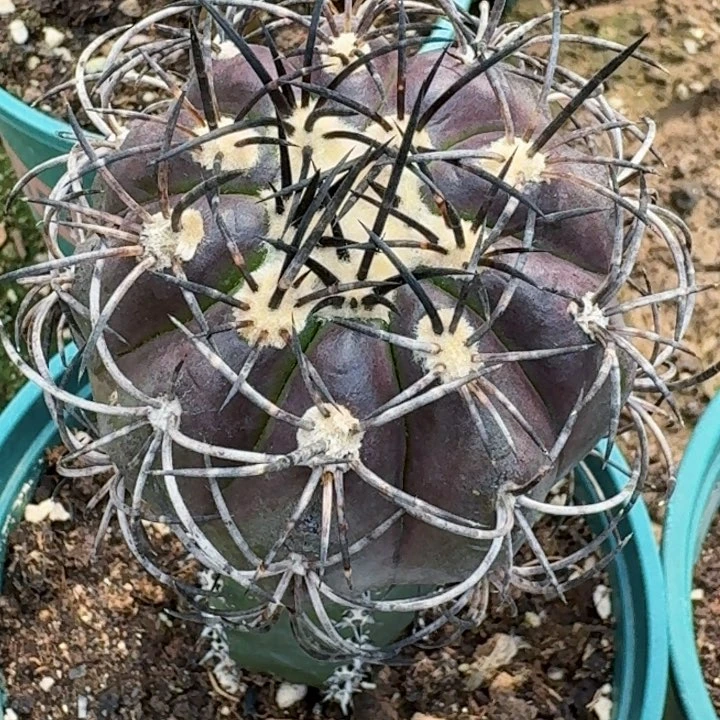 无花朵福利苗接栗星242