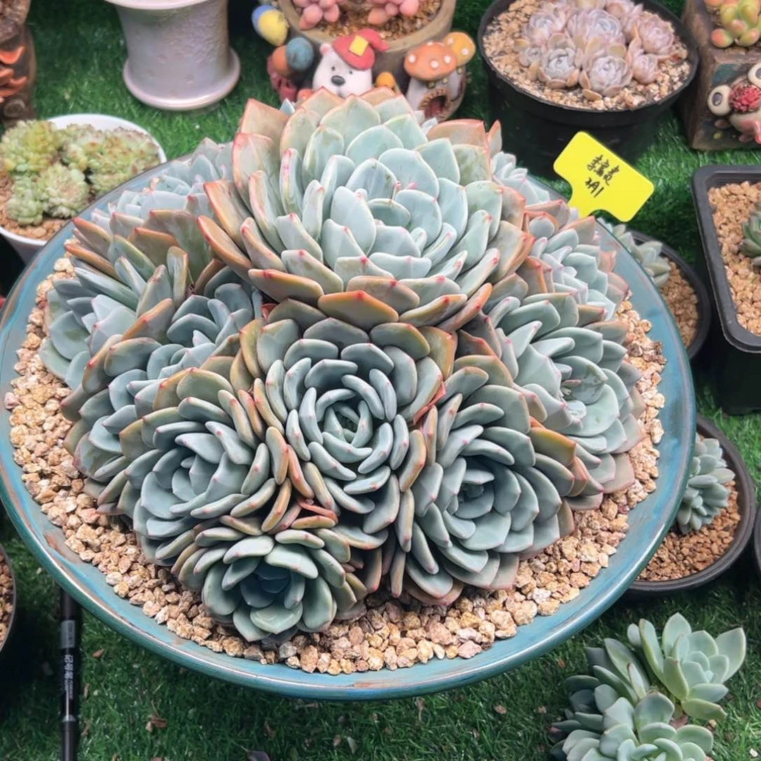 一物一拍，李富贵寄养
