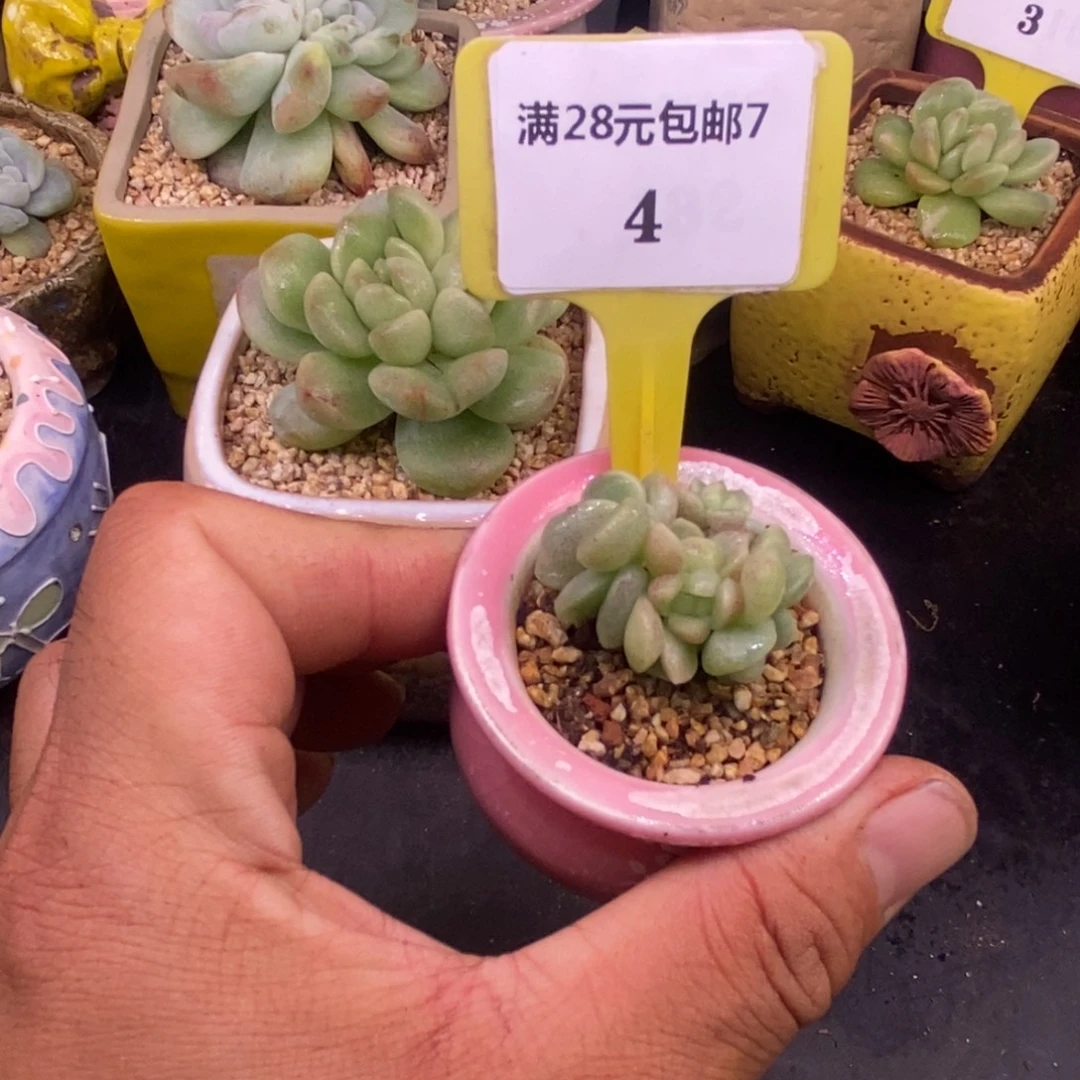 西***～74冰玉石化小脸6头