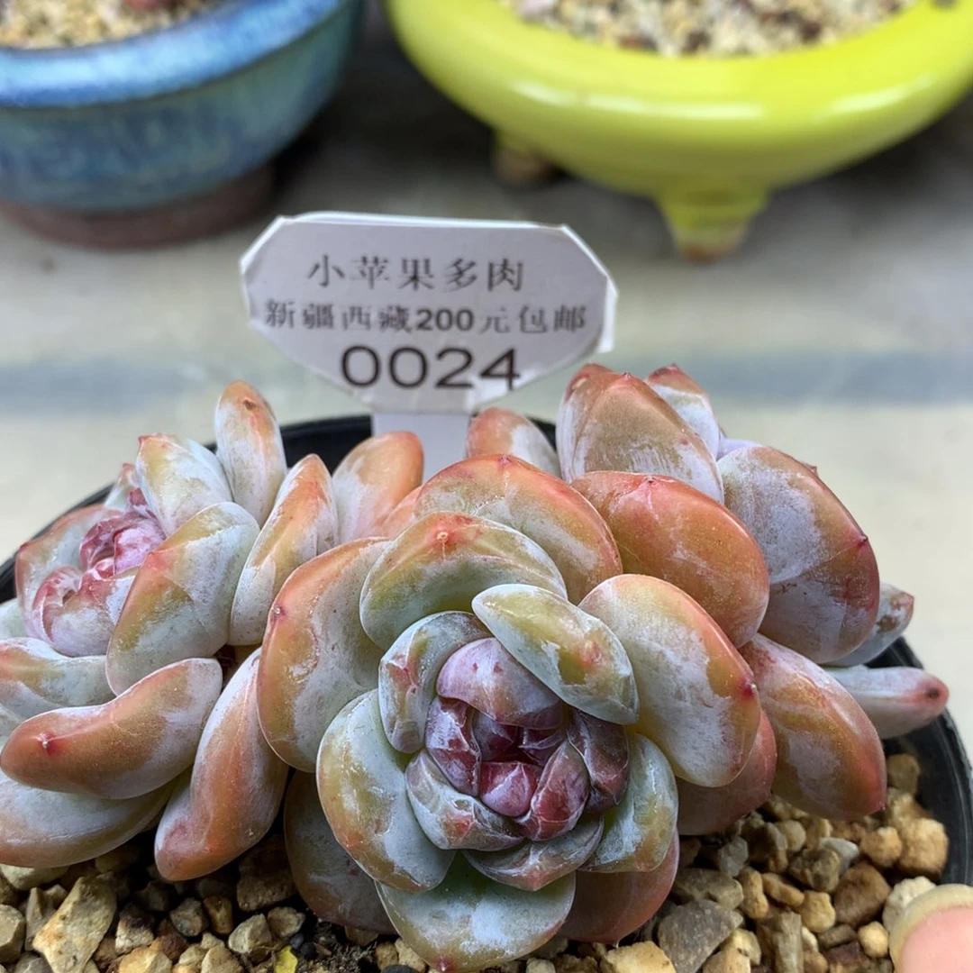 绿底紫心024/11cm3头