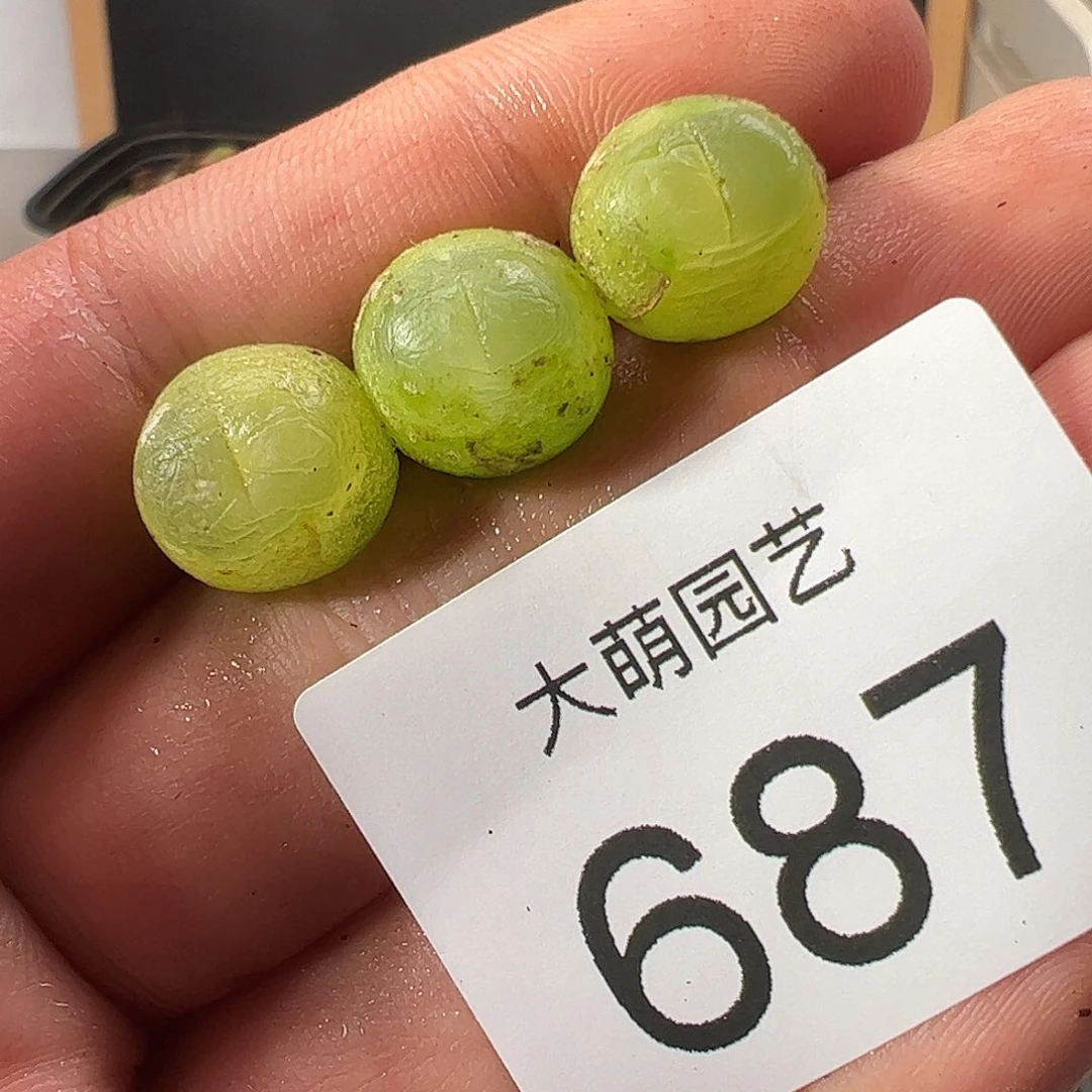 0000687 一物一拍……