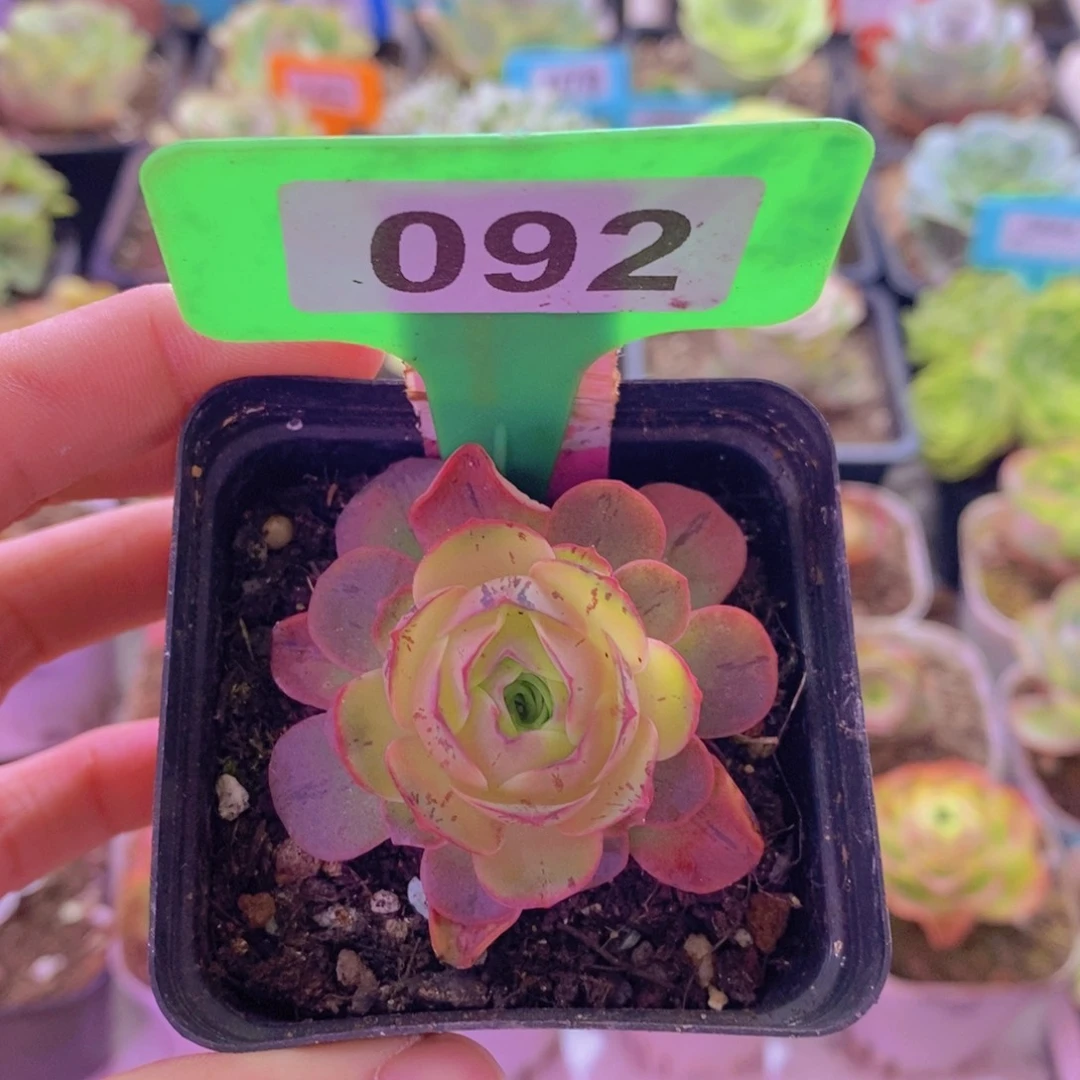 瑾***甜山地玫瑰一物一拍092会员福利1月092