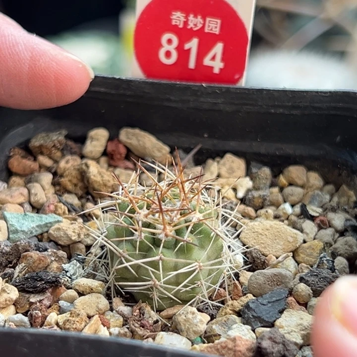 实生狂刺极光球一棵