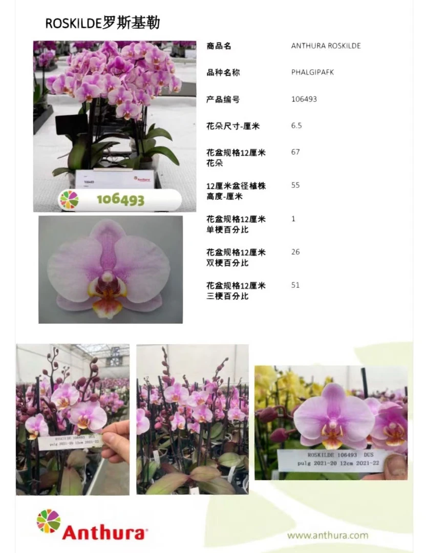 【罗斯基勒】 3.5寸带花带花苞