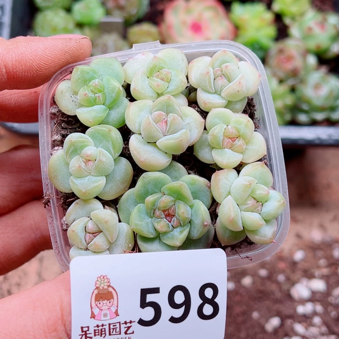 多肉植物多肉植物