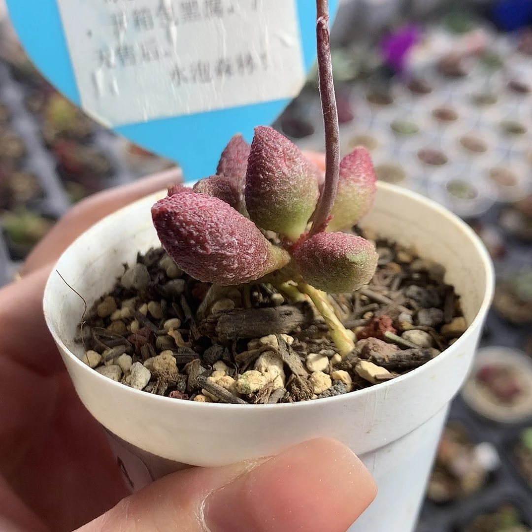 Jun034 优选种播实生
