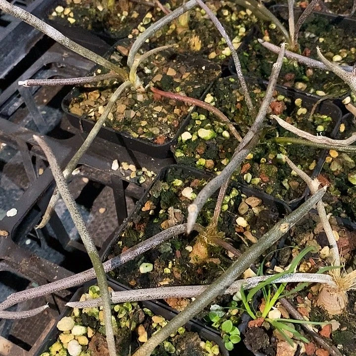 完美主义者勿拍美杜莎