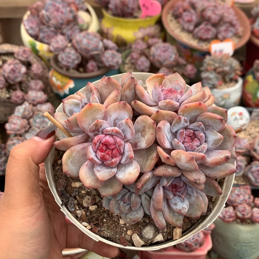 哈哈哈哈哈哈哈哈1