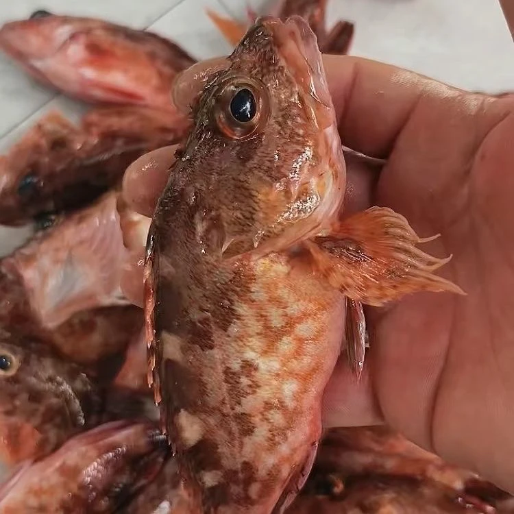 汕尾本港野生石九公，老虎鱼，大条，15-17条