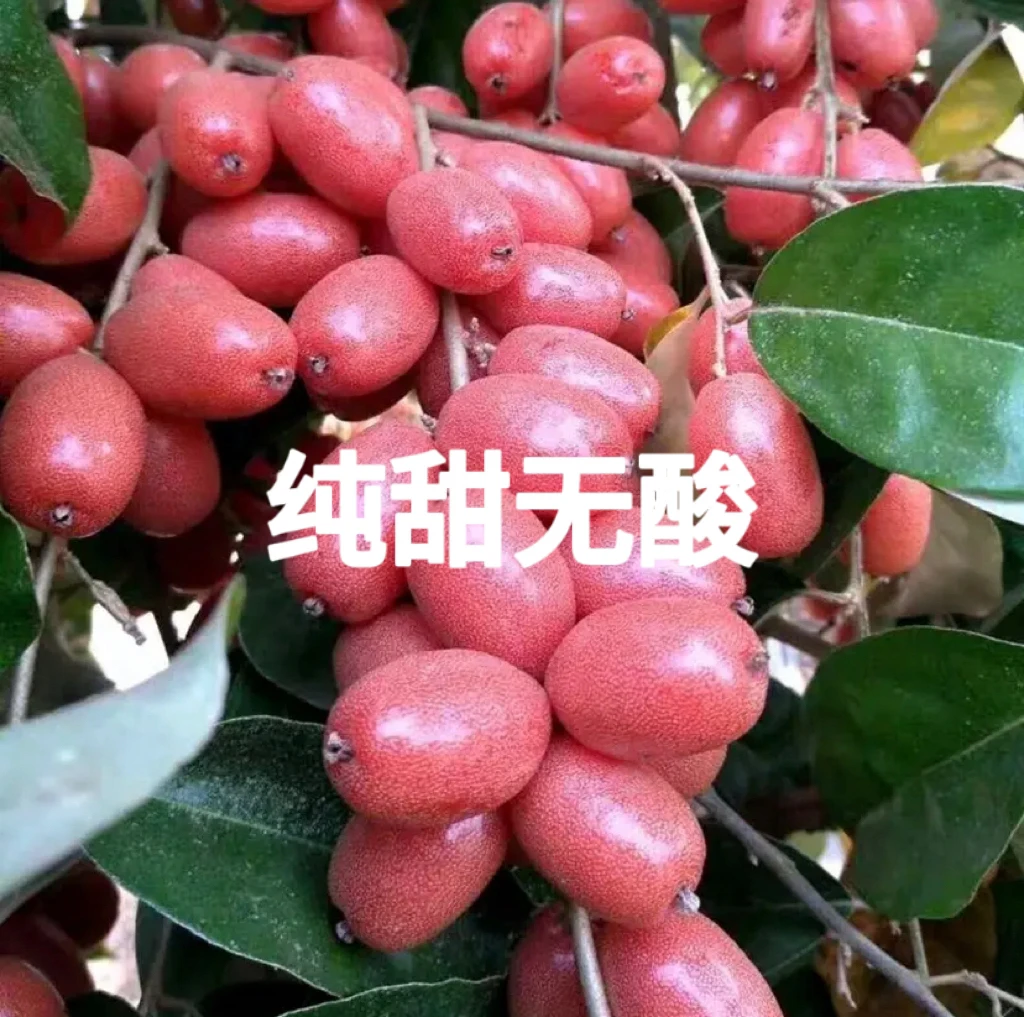 云南（羊奶果）纯甜无酸 新鲜采摘 口感好微涩营养丰富辣椒维生素高