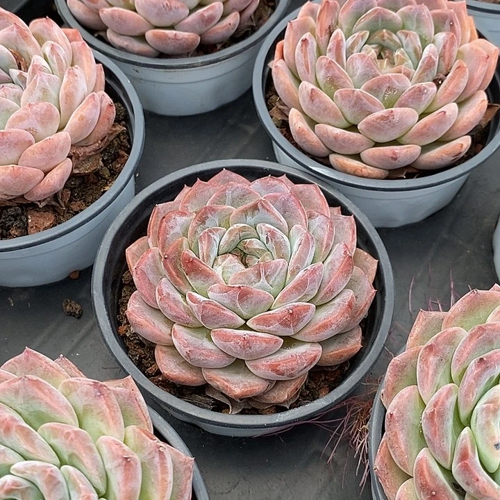 秘境冰魄福利多多