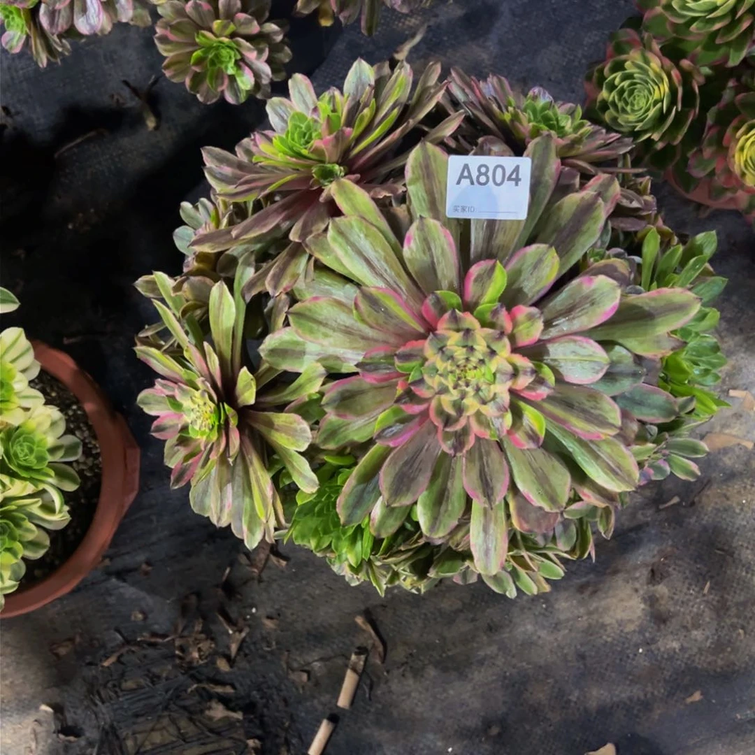 粉袋多肉植物804