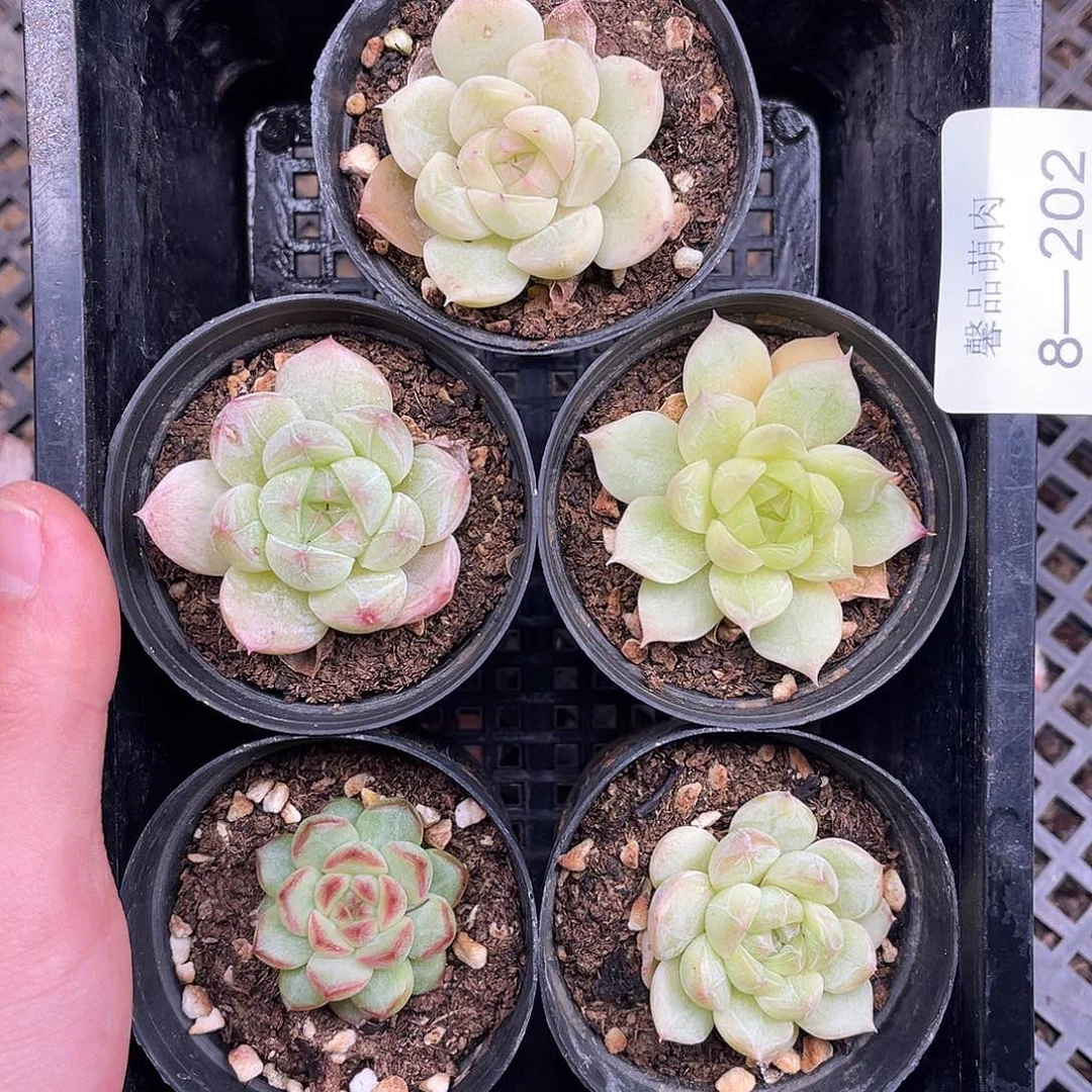 多肉一物一拍8-202