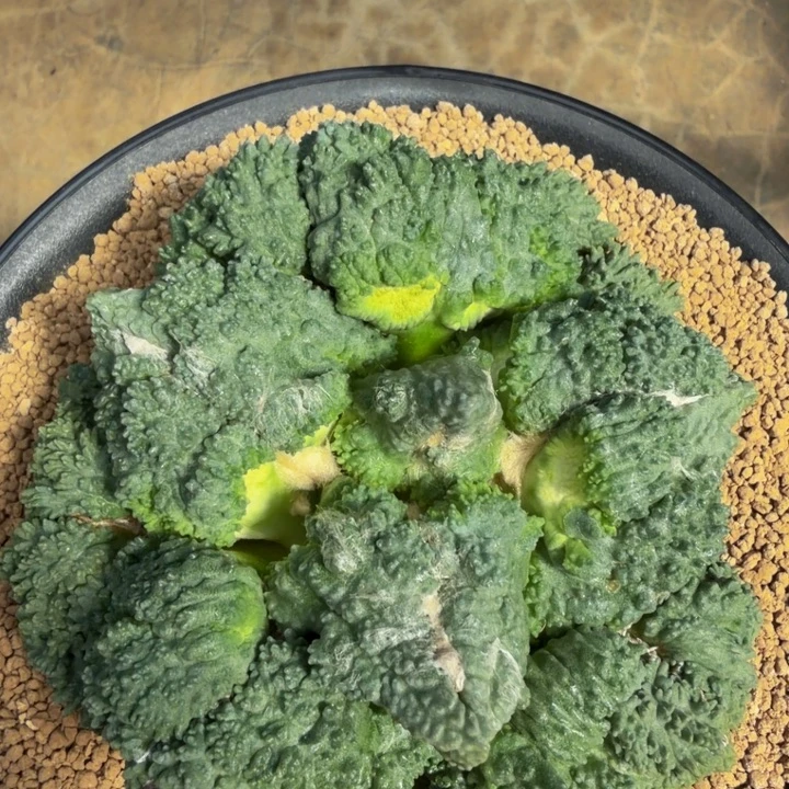 超级无敌牛掰的蓝珊瑚外星怒