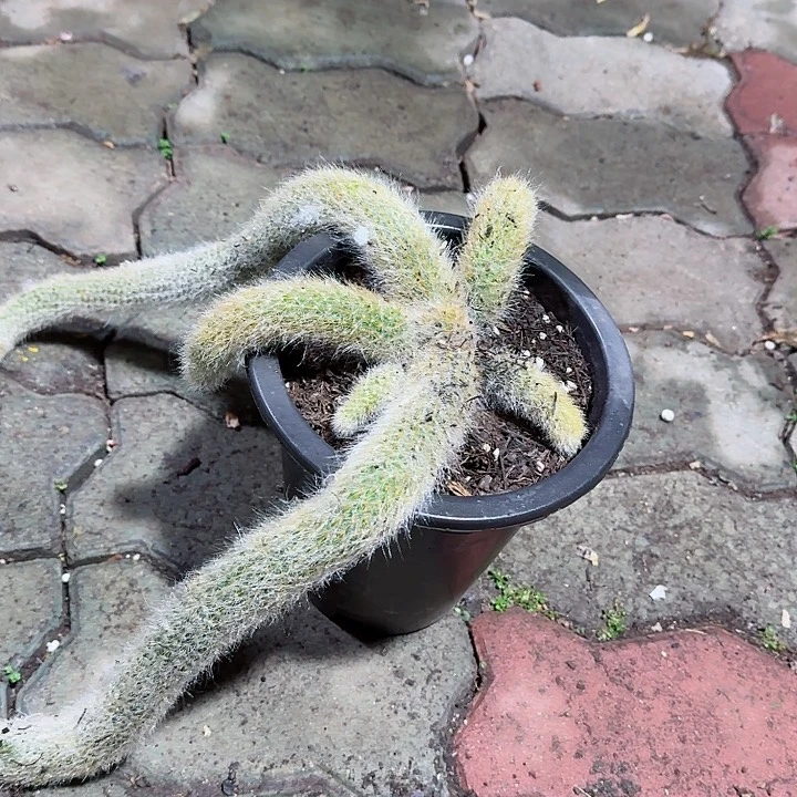 九尾狐大号多肉植物