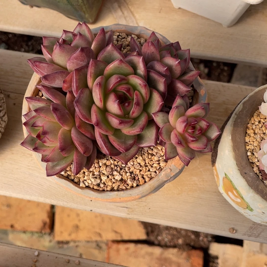 东云杂交老桩群生